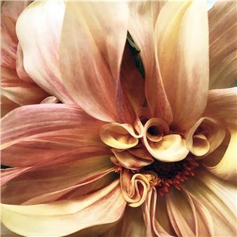 "Inside the Dahlia," - Rhonda C. R. Burton