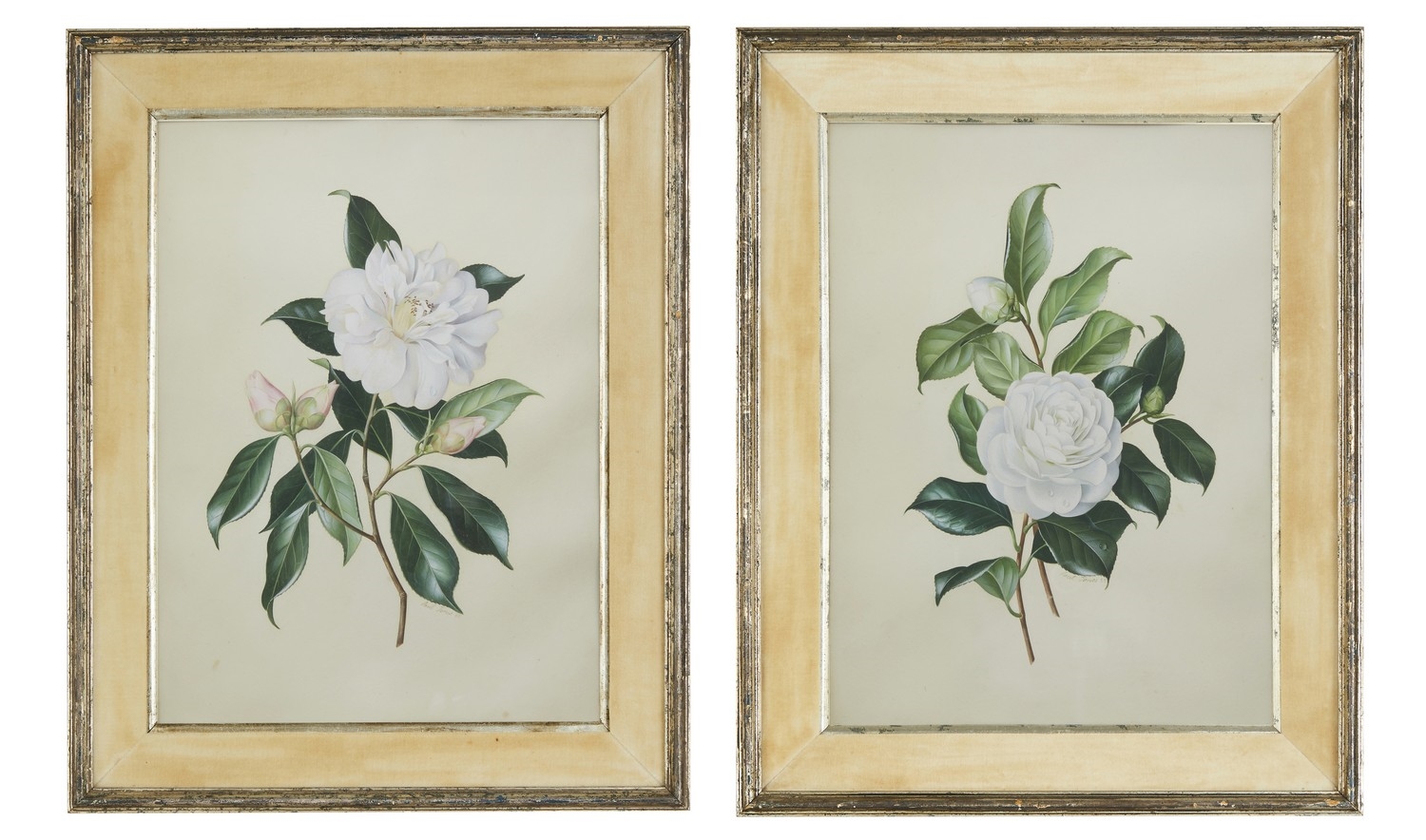 Pair of Camellias by Paul Osborne Jones