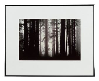 Morning Fog Envelops Giant Redwood Trees - James P. Blair
