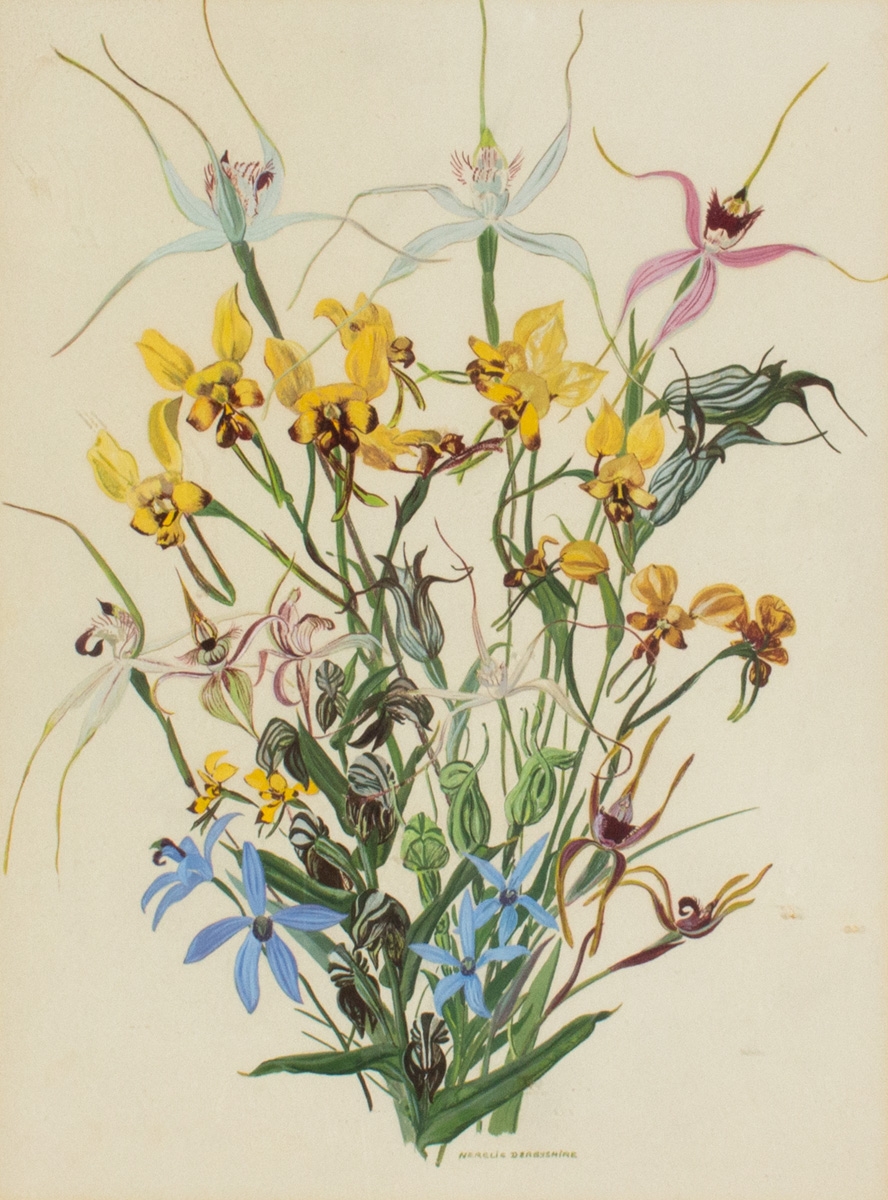 Artwork by Nerelie Derbyshire, NATIVE ORCHIDS, Made of Gouache