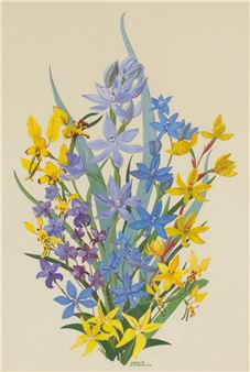 NATIVE ORCHIDS II - Nerelie Derbyshire