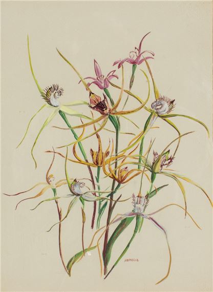 SPIDER ORCHIDS