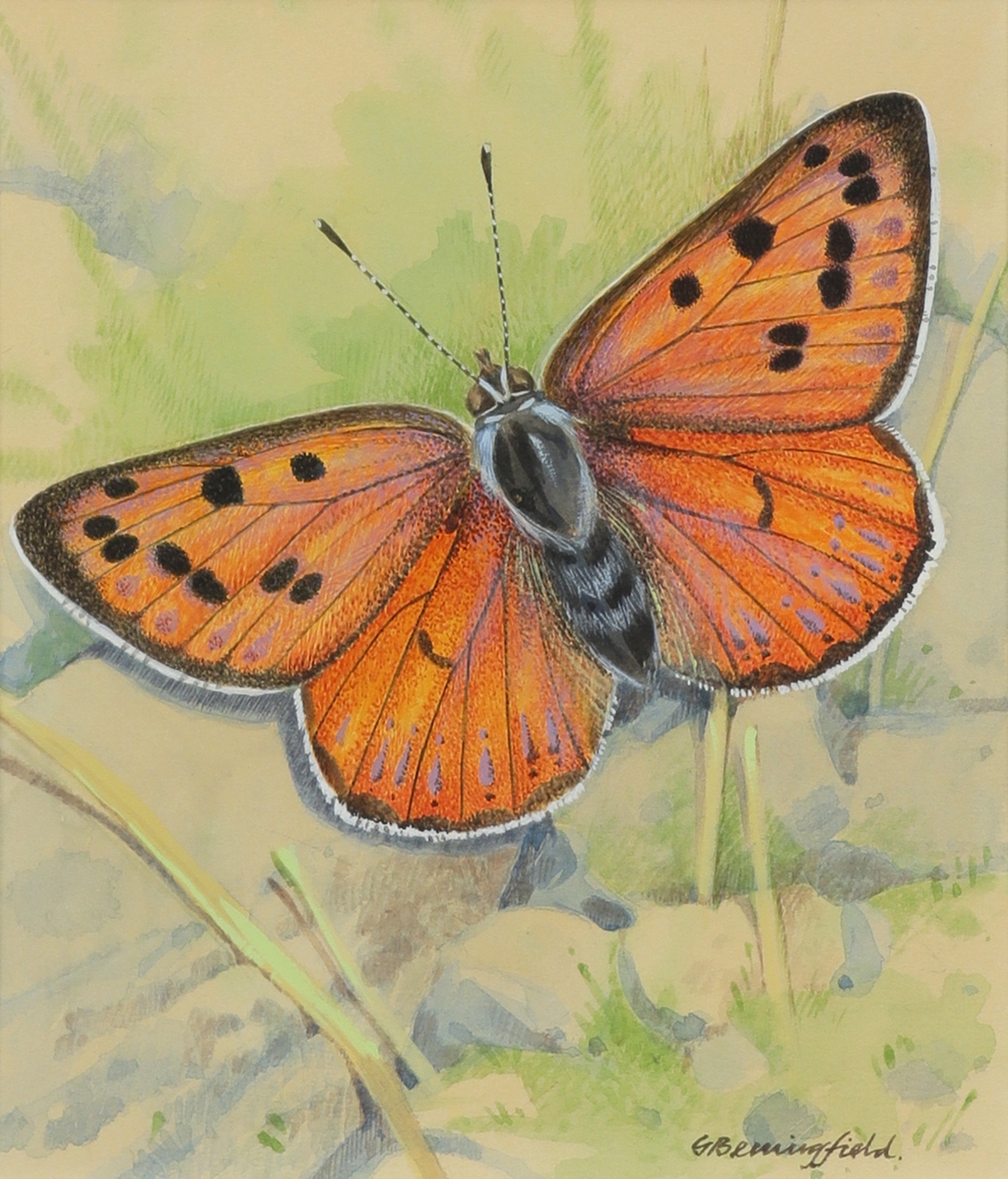 Мир бабочек рисунок. Художник Gordon Beningfield. Акварель "бабочка". Бабочка рисунок акварелью.