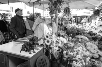 Rick Ashley: Cani Di Roma - Griffin Museum of Photography