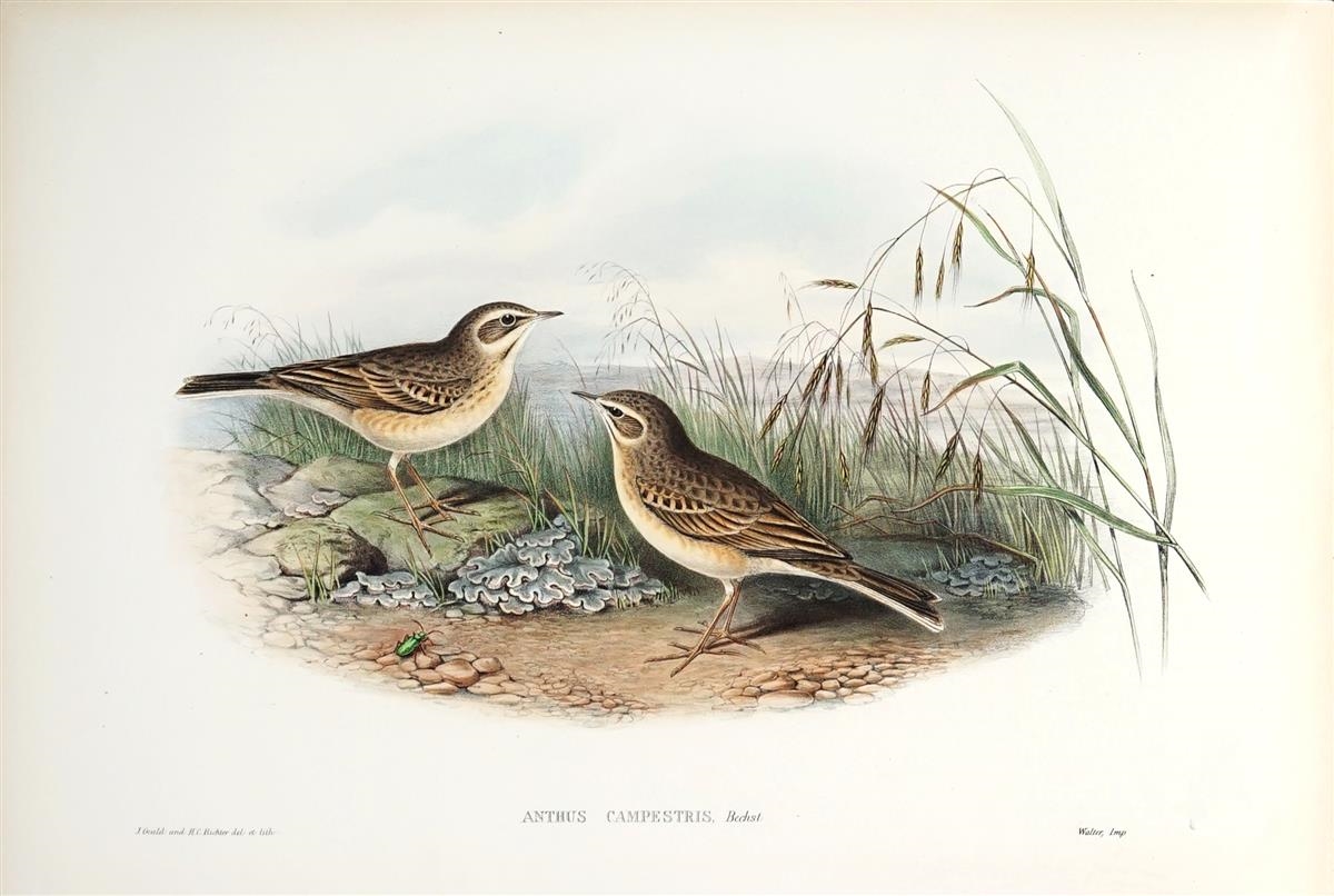 Artwork by John Gould, ANTHUS CAMPESTRIS: Tawny Pipit, Made of hand coloured lithograph