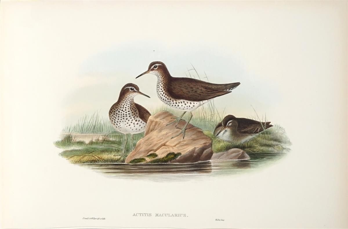 TRINGA MACULARIA: Spotted Sandpiper by John Gould