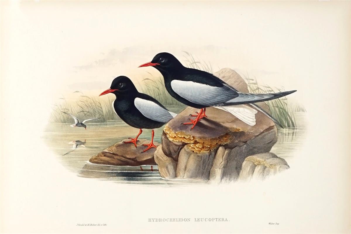 CHLIDONIAS LEUCOPTERUS: White-winged Black Tern by John Gould