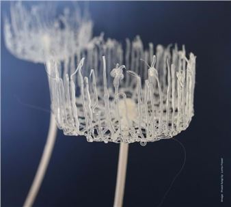 Think Plastic: Materials And Making - Royal Botanic Garden Edinburgh