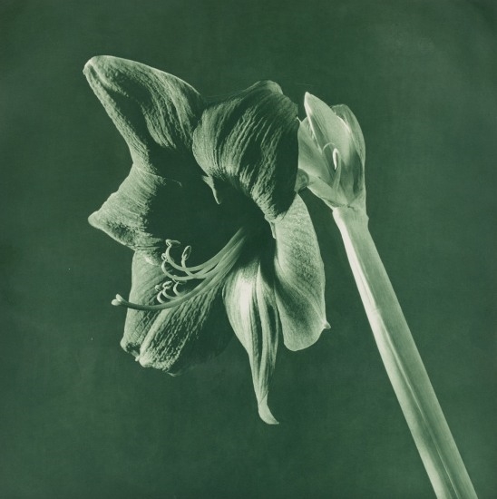 Green Amaryllis from Flowers by Robert Mapplethorpe, 1987
