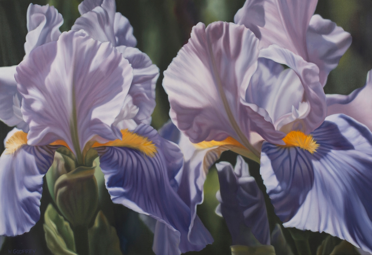 Artwork by Winifred Godfrey, Study of Iris, Made of oil on canvas