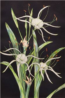 Floral Study - Daphne Vaughan