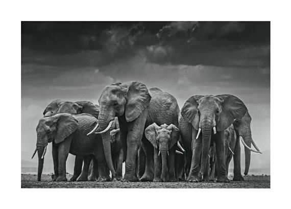 CIRCLE OF LIFE II by David Yarrow, 2015