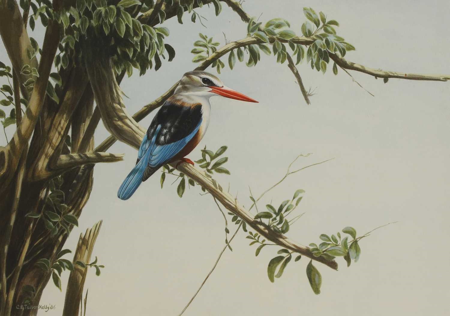 Grey-headed kingfisher by Chloë Talbot-Kelly, '86