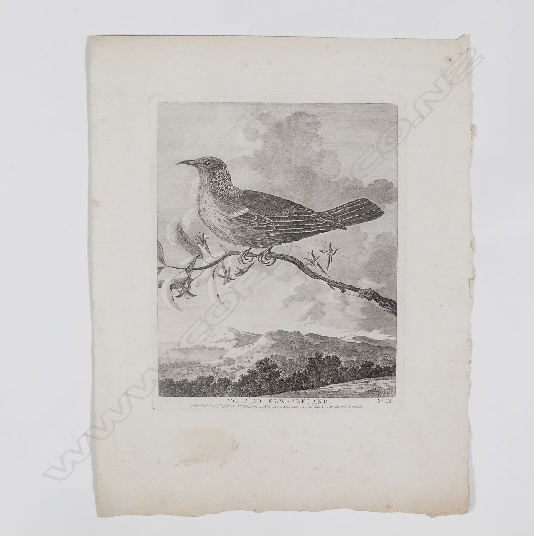 Poe-bird New Zeeland by William Hodges