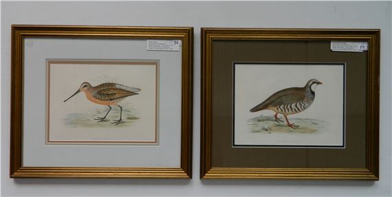 ''Brown Snipe'' & ''Red-legged Partridge'' - Beverly R. Morris