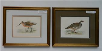 ''Brown Snipe'' & ''Red-legged Partridge'' - Beverly R. Morris
