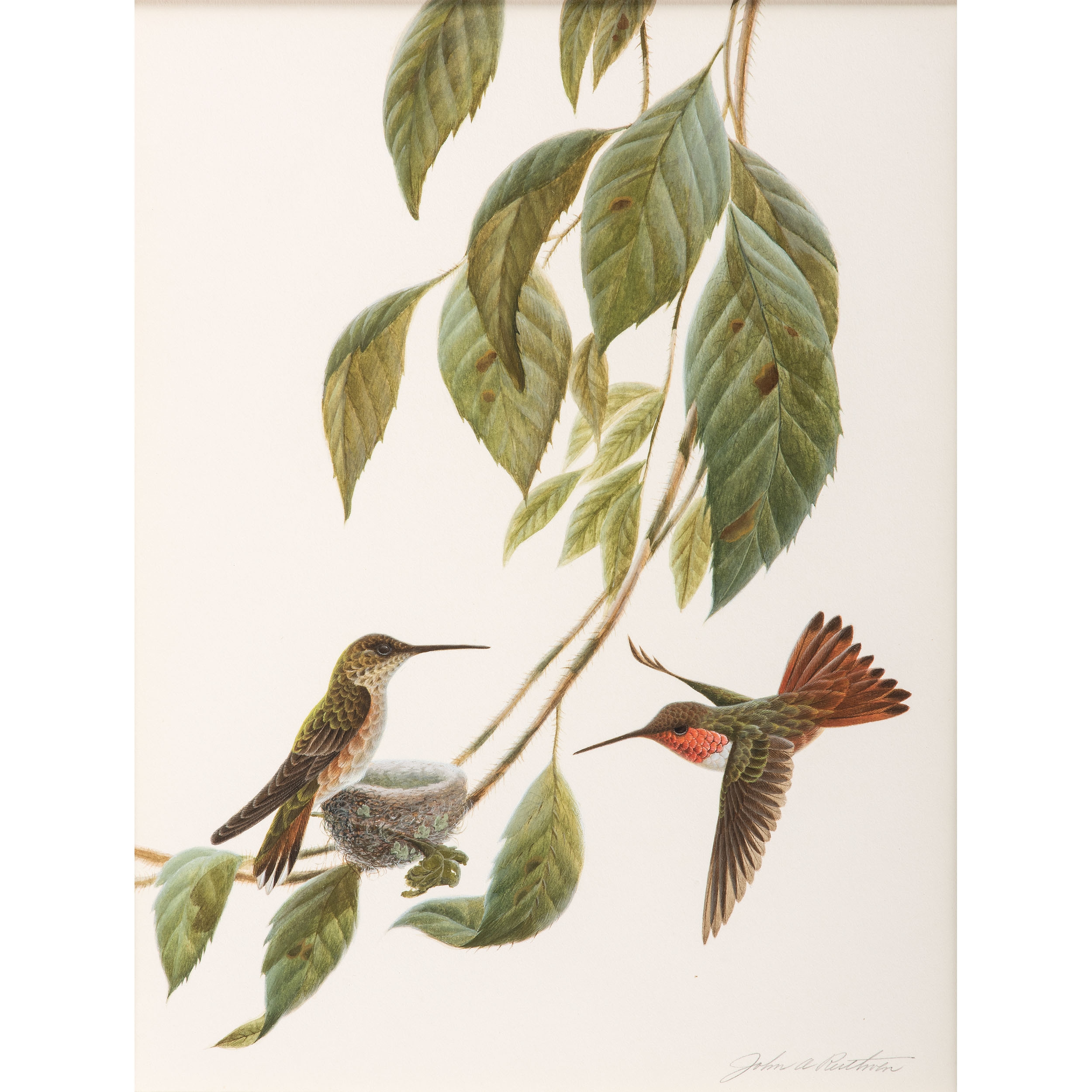 John Ruthven | Hummingbirds | MutualArt