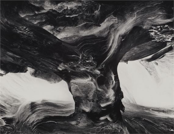 Tree Trunk by Wynn Bullock, 1971