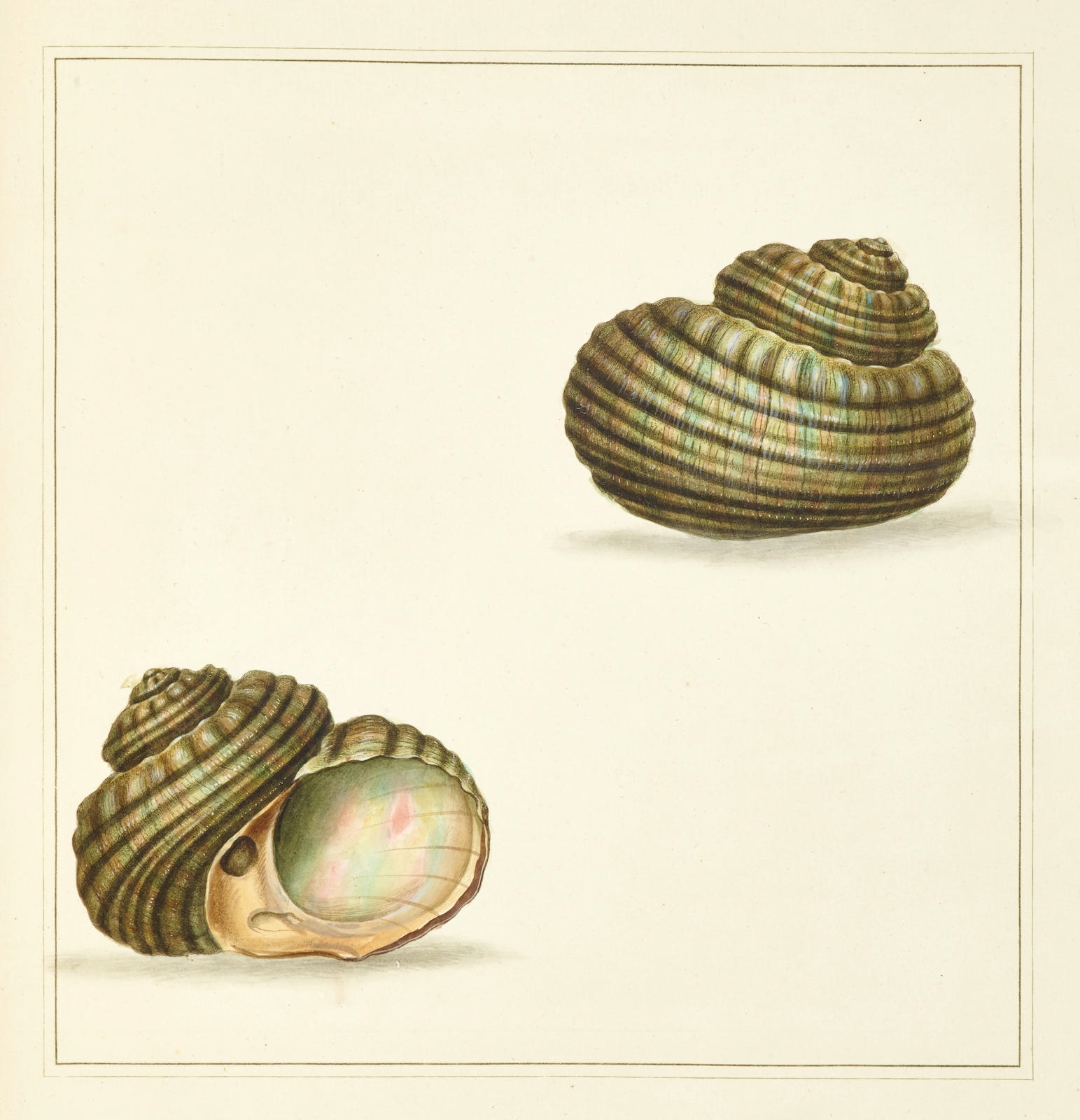 The Universal Conchologist exhibiting the figure of every known shell, accurately drawn and painted after nature by Thomas Martyn
