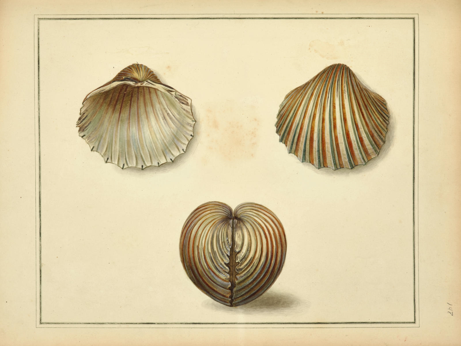 The Universal Conchologist exhibiting the figure of every known Shell by Thomas Martyn