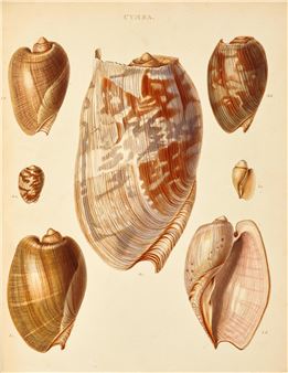 Species Conchyliorum, or Concise Original Descriptions and Observations.... London: G.B. Sowerby, . - George Brettingham Sowerby II
