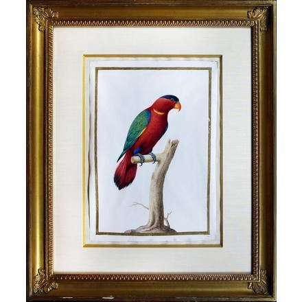 Parrot (Fictitious) by Nicolas Robert, Circa 1670