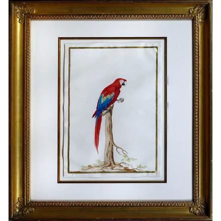 Macaw by Nicolas Robert, circa 1670