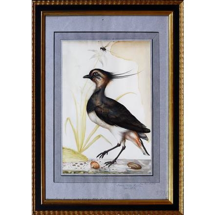 Artwork by Maria Sibylla Merian, A Northern Lapwing, Made of Watercolor on paper