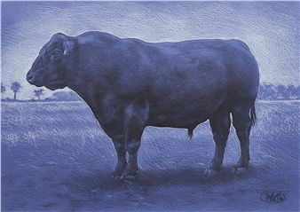 Bovine - Angus McDonald