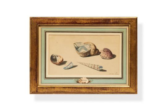 Willem Van Leen | Sea Shells | MutualArt