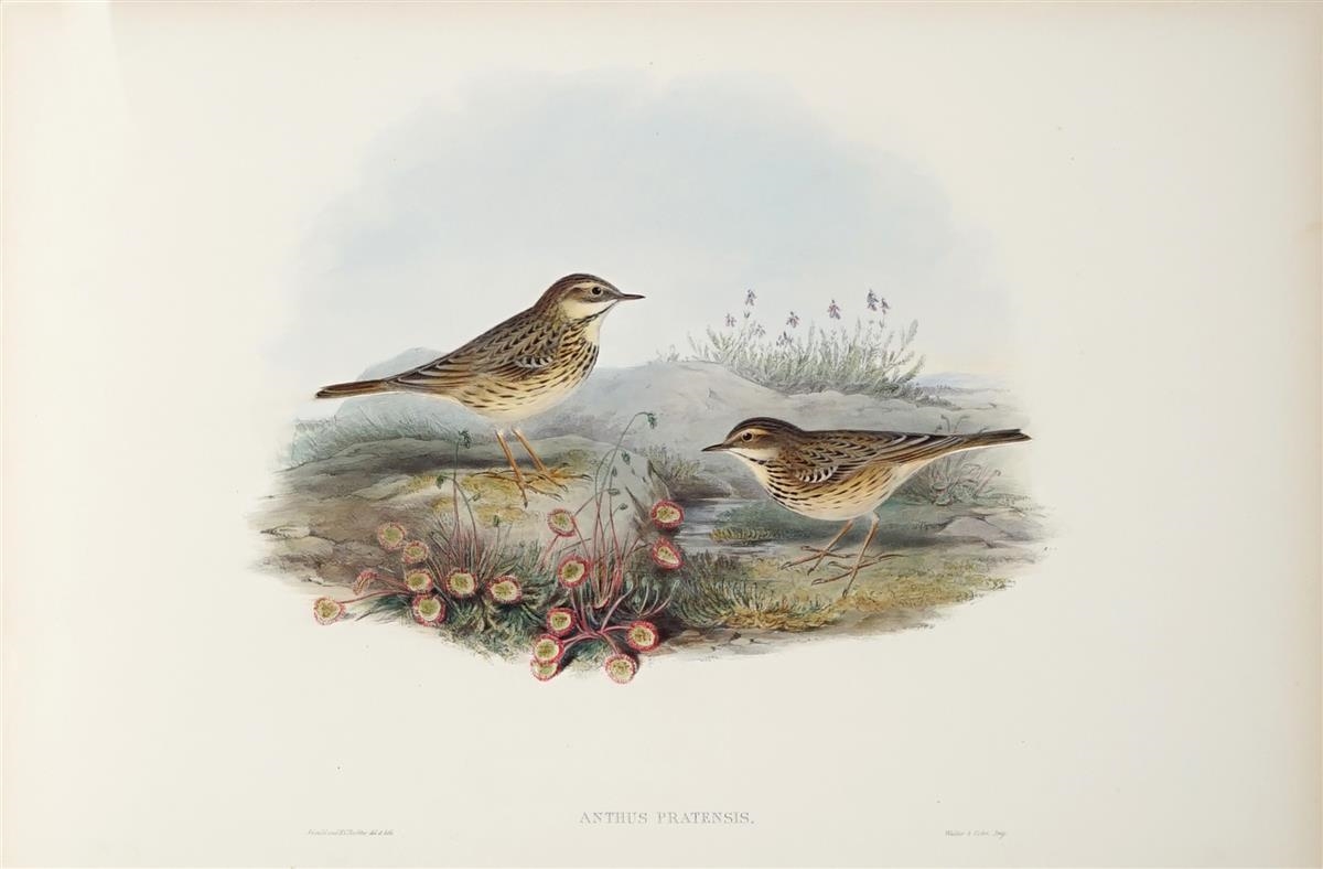ANTHUS PRATENSIS : Meadow Pipit by John Gould