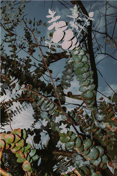 Contact Plates - The Origin #06 - Letizia Le Fur