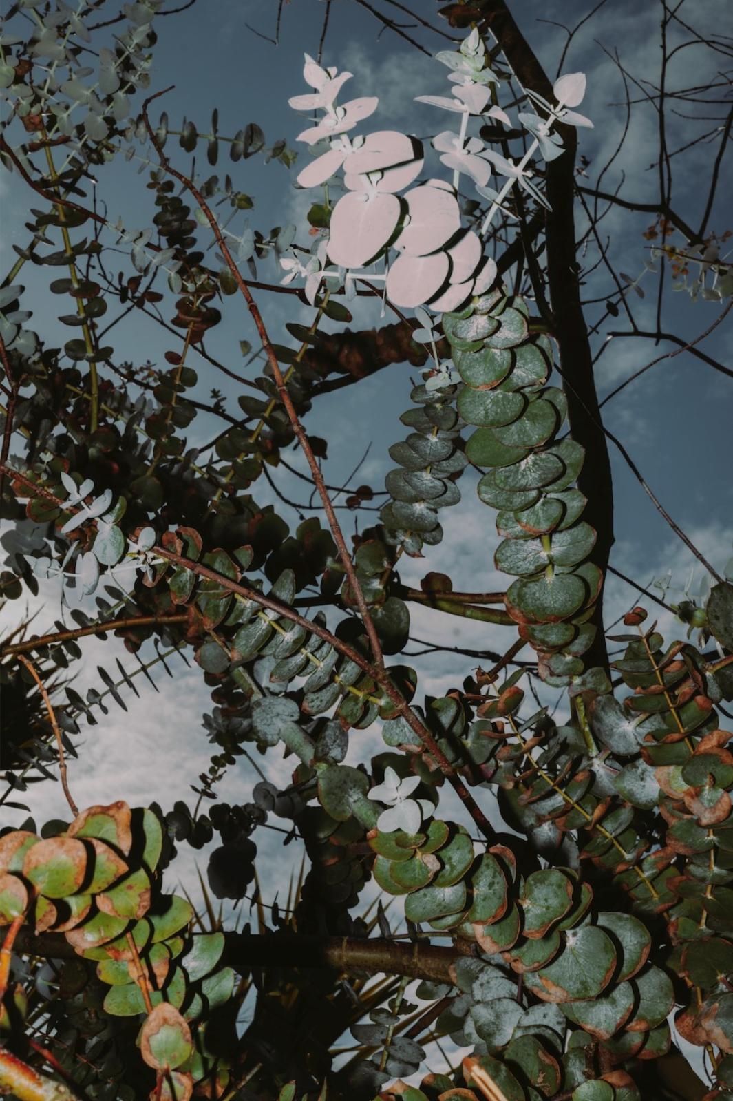 Artwork by Letizia Le Fur, Contact Plates - The Origin #06, Made of Inkjet print on Matt Fine Art Hahnemuhle Paper 300g