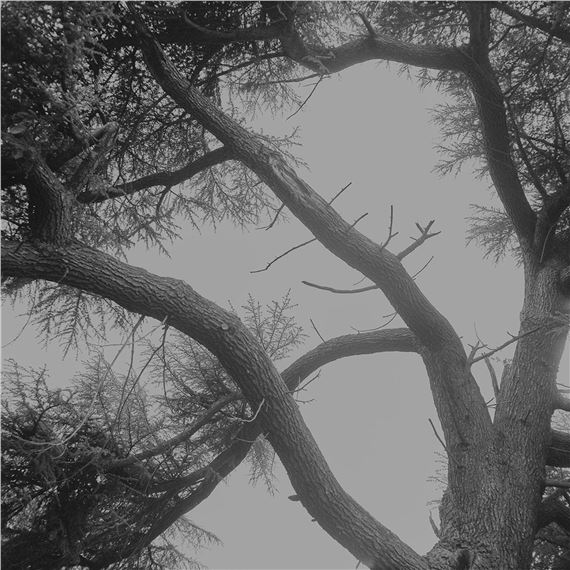 Untitled trees #1 by Chau-Cuong Lê