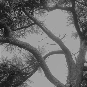 Untitled trees #1 - Chau-Cuong Lê