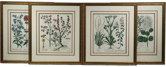 (4) Botanical Copperplate Engravings with original hand coloring by Basilius Besler, 1613