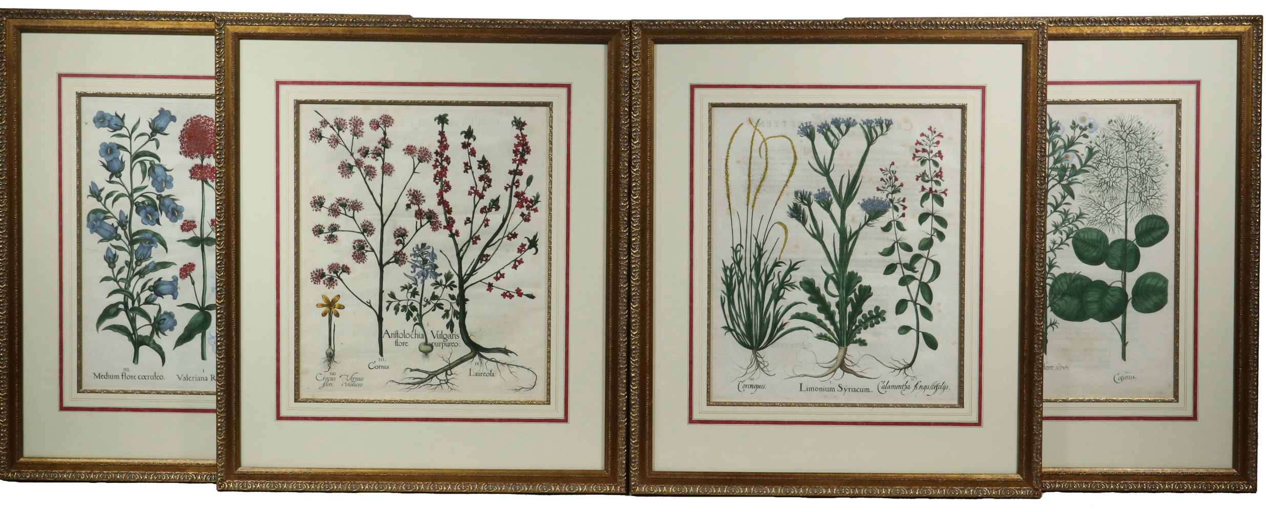Artwork by Basilius Besler, (4) Botanical Copperplate Engravings with original hand coloring, Made of Copperplate Engravings