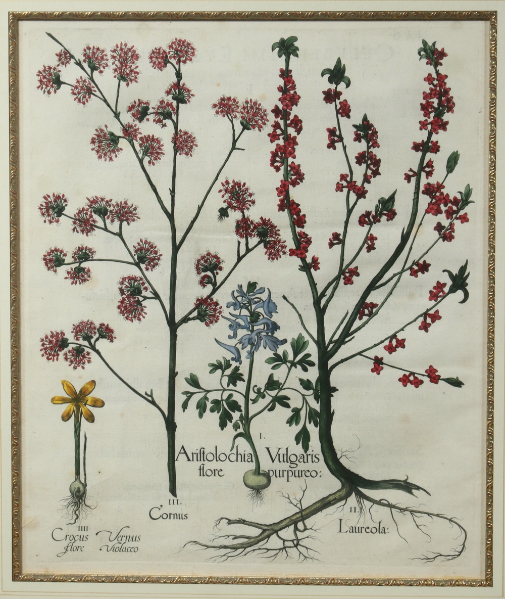 Artwork by Basilius Besler, (4) Botanical Copperplate Engravings with original hand coloring, Made of Copperplate Engravings