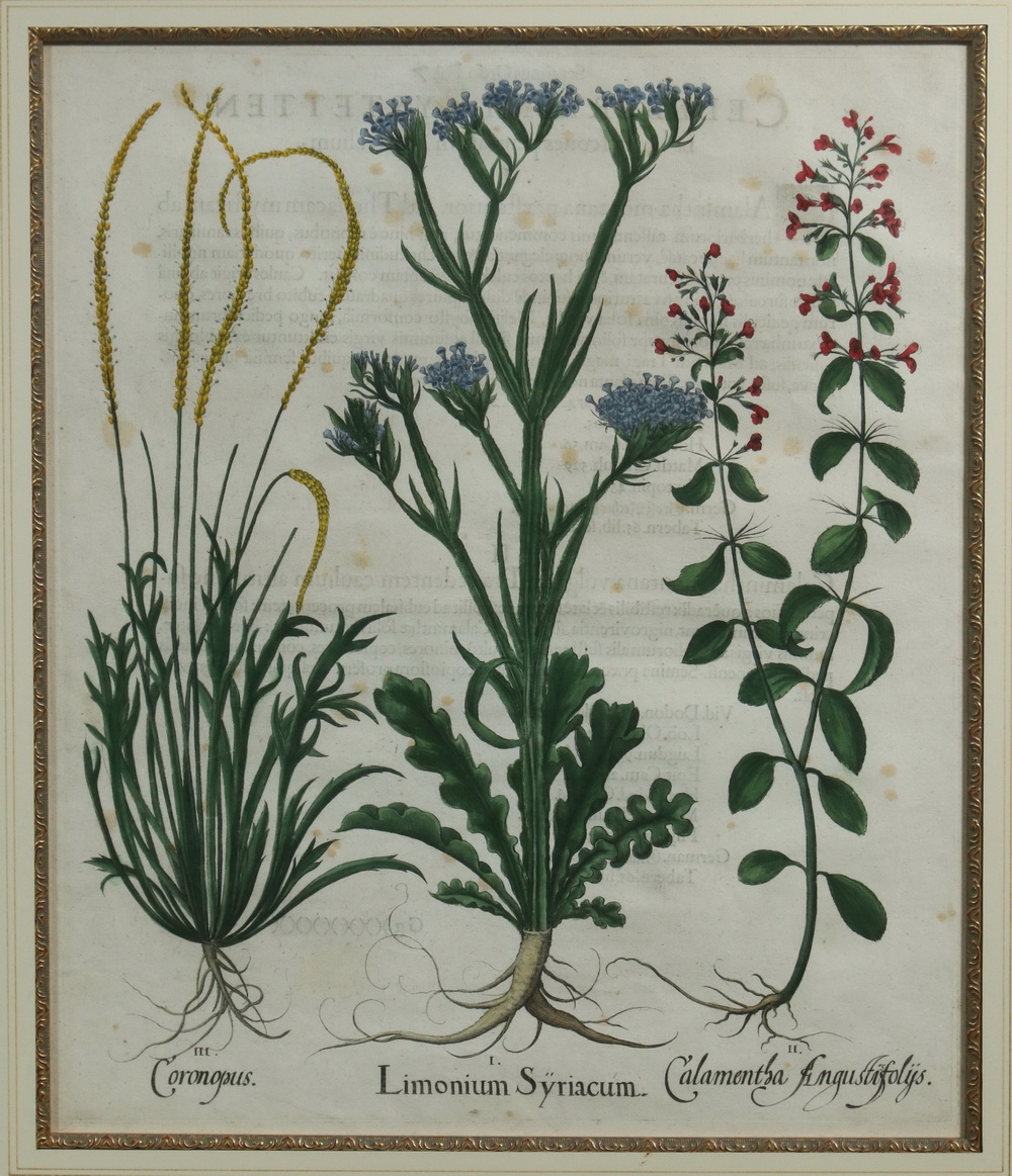 Artwork by Basilius Besler, (4) Botanical Copperplate Engravings with original hand coloring, Made of Copperplate Engravings