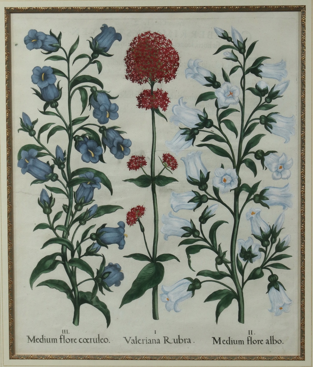 Artwork by Basilius Besler, (4) Botanical Copperplate Engravings with original hand coloring, Made of Copperplate Engravings