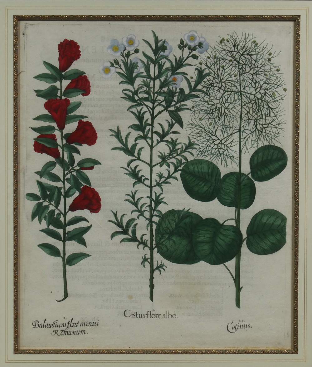 Artwork by Basilius Besler, (4) Botanical Copperplate Engravings with original hand coloring, Made of Copperplate Engravings