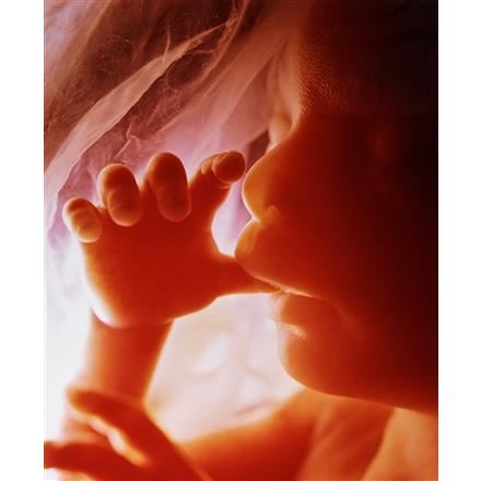 Tumsugaren from a Child is Born by Lennart Nilsson