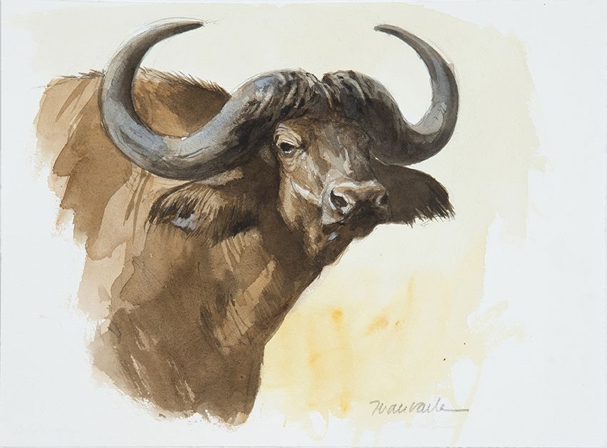 Artwork by Juan Varela, Retrato de búfalo cafre, Made of Watercolor on paper