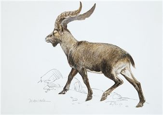 Cabra montés - Juan Varela