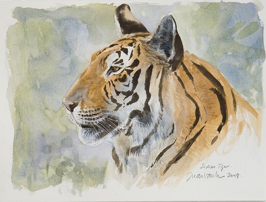Artwork by Juan Varela, Indian tiger, Made of Watercolor on paper