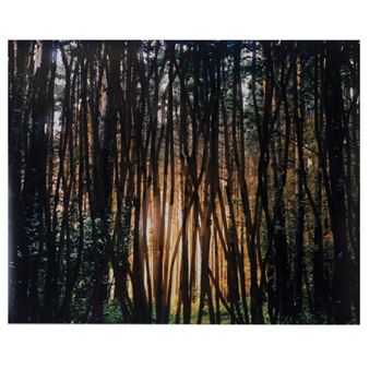 Macintosh Forest - Allison Grant