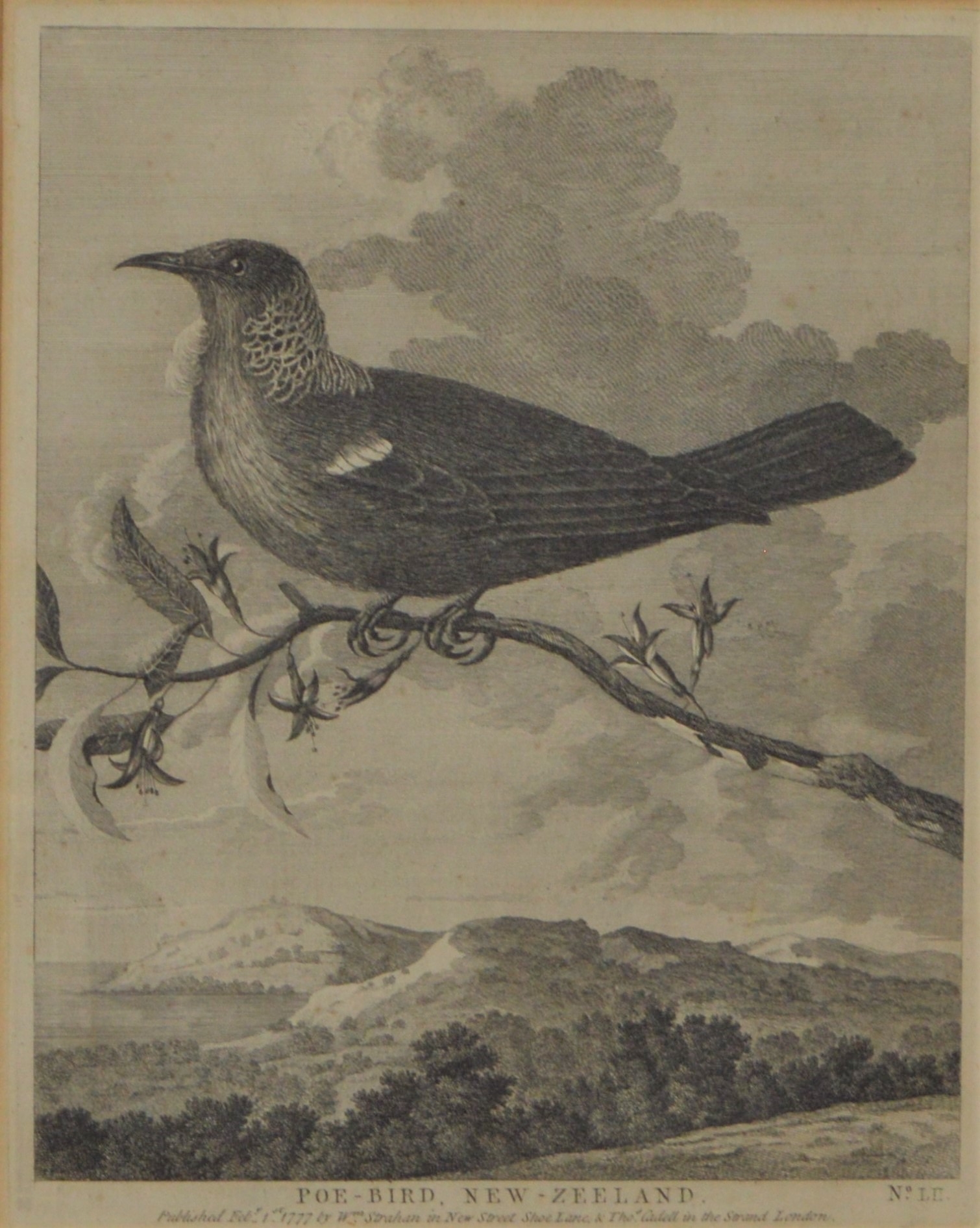 Poe bird New-Zeeland by William Hodges