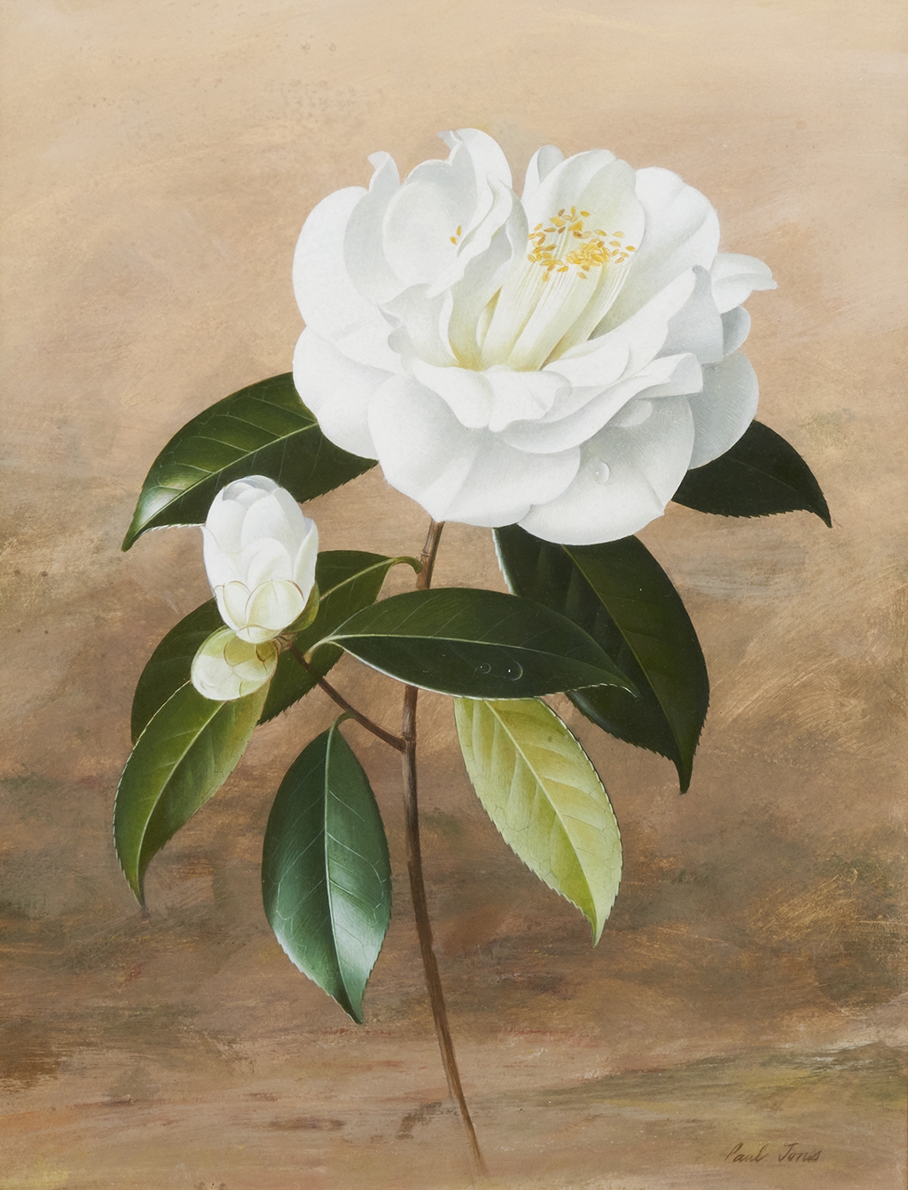 Paul Osborne Jones Camellia Japonica MutualArt