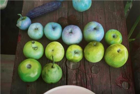 Camden Still Life by Wolfgang Tillmans, 2017