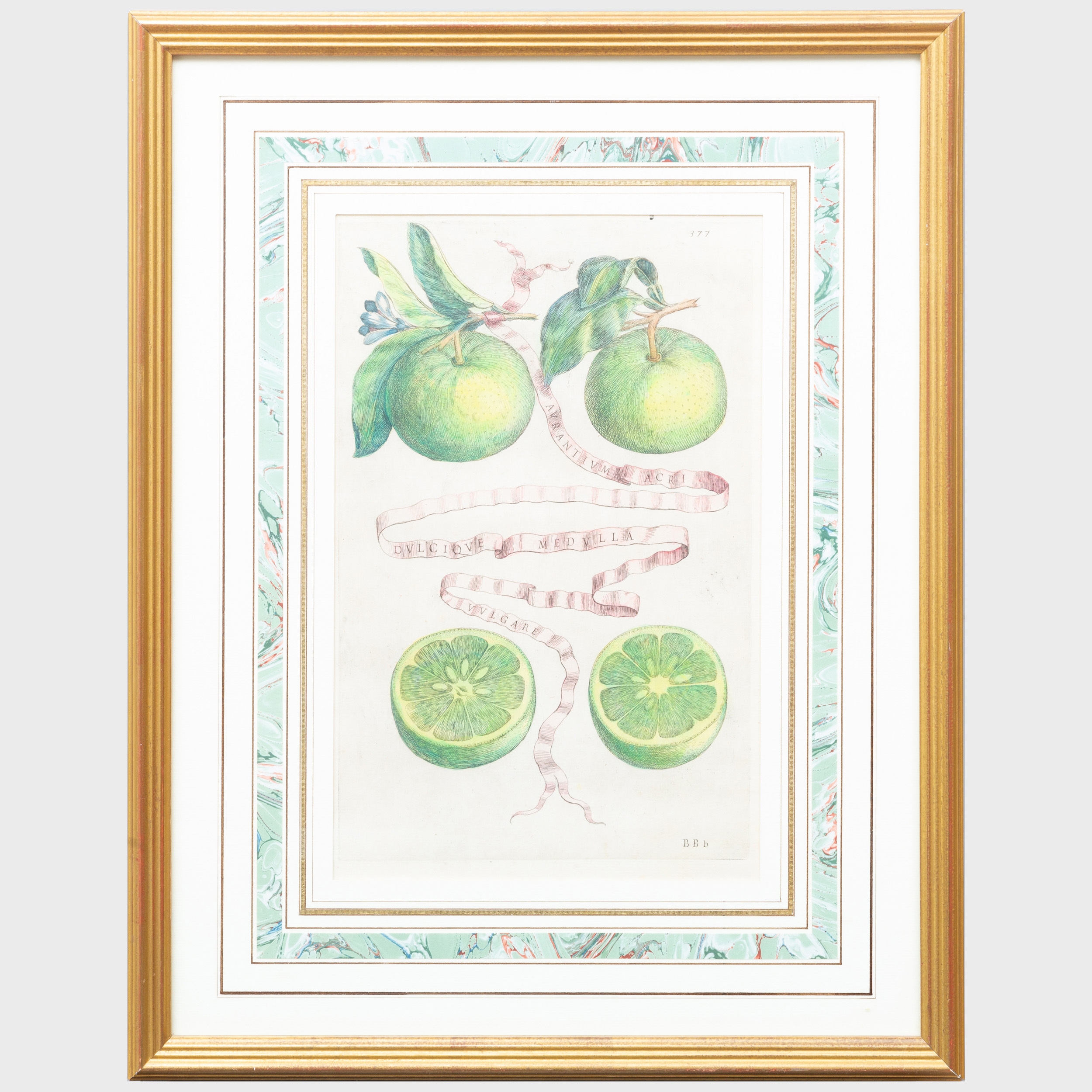 Citrus: Two Plates, from Hesperides Sive de Malorum by Giovanni Battista Ferrari